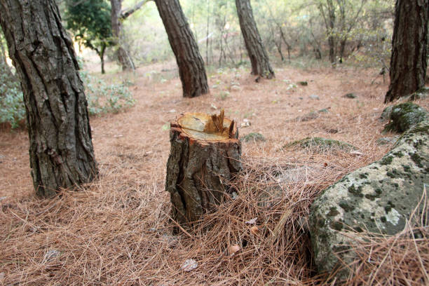 Best Hazardous Tree Removal  in USA